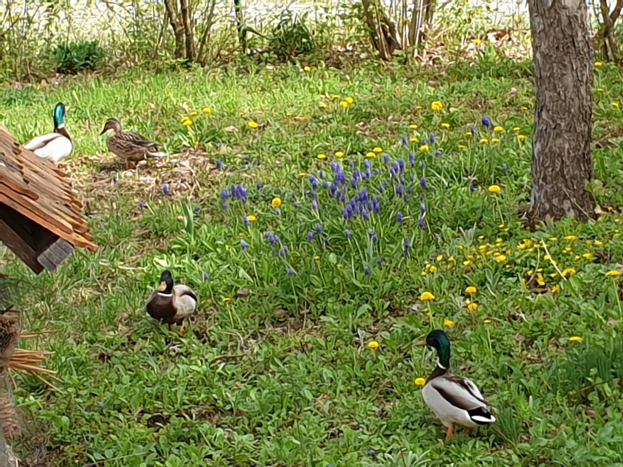 Besucher im Schulgarten
