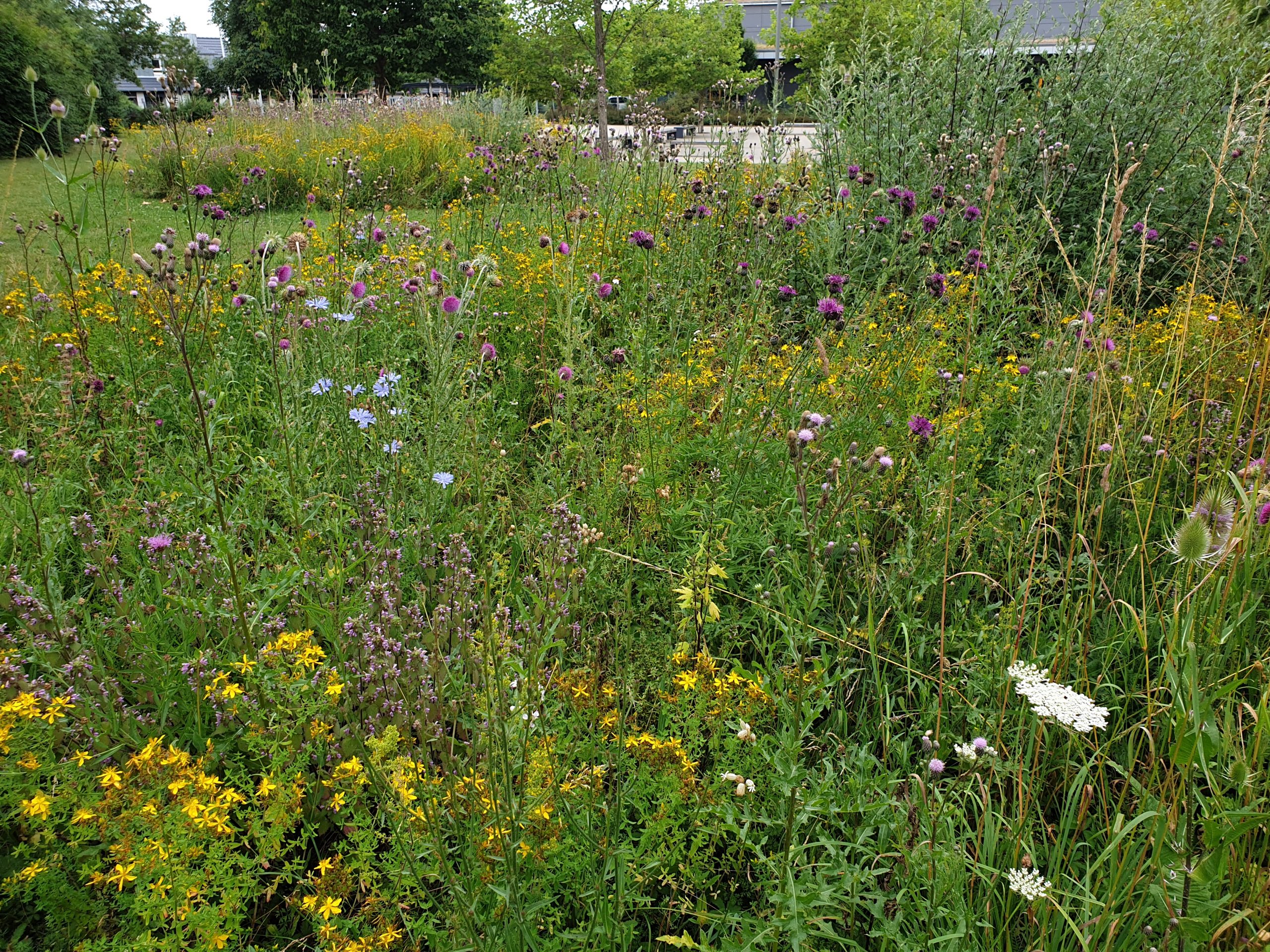 Blühwiese im Sommer